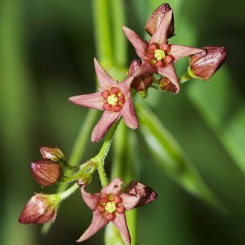 Ластовень буруватий насіння, Vincetoxicum fuscatum seeds