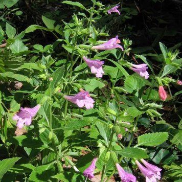 Пахучка крупноцветковая семена, Calamintha grandiflora seeds