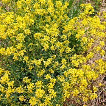 Вайда красильная семена, Isatis tinctoria seeds