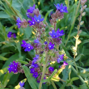 Воловик лікарський рослина, Anchusa officinalis