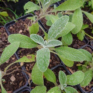 Железница скардская растение, Sideritis scardica
