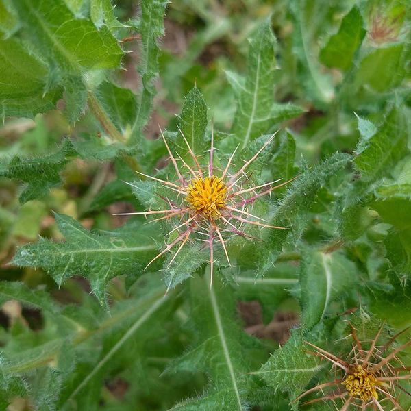 Кникус благословенный семена, Cnicus benedictus seeds