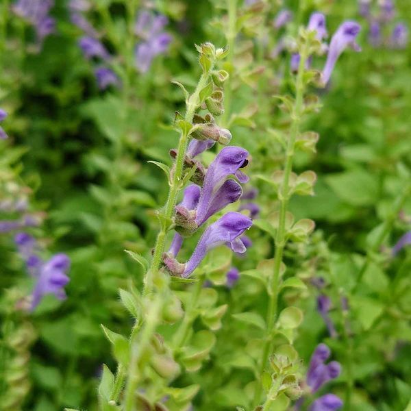Шлемник высочайший семена, Scutellaria altissima seeds