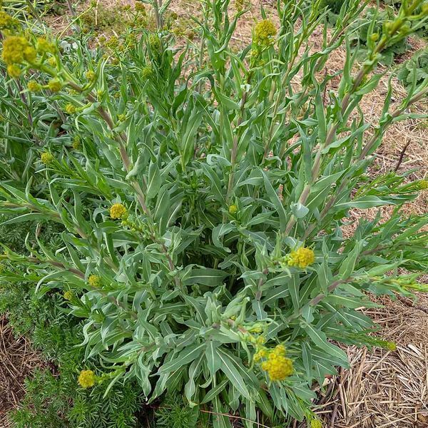 Вайда красильная семена, Isatis tinctoria seeds
