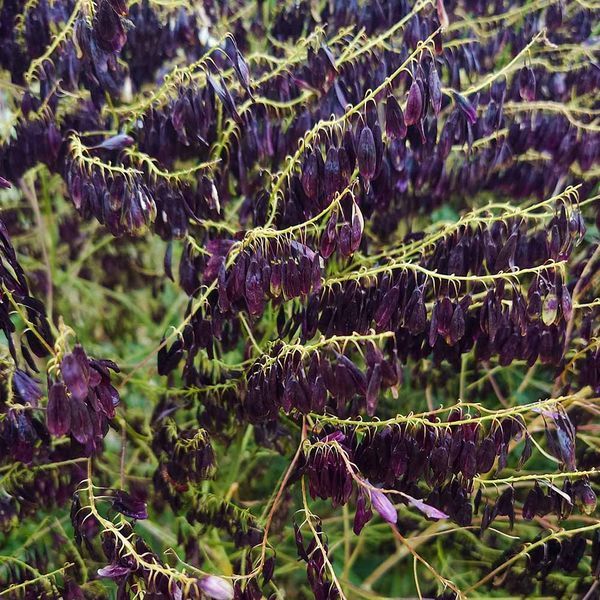 Вайда красильная семена, Isatis tinctoria seeds