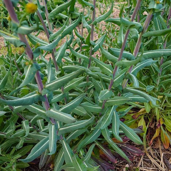 Вайда красильная семена, Isatis tinctoria seeds