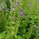 Шлемник высочайший семена, Scutellaria altissima seeds 1