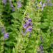 Шлемник высочайший семена, Scutellaria altissima seeds 2