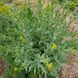 Вайда красильная семена, Isatis tinctoria seeds 4
