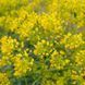 Вайда красильная семена, Isatis tinctoria seeds 2