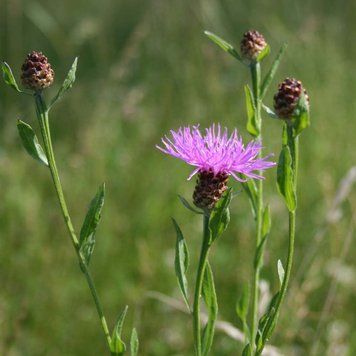 Волошка лучна рослина, Centaurea jacea