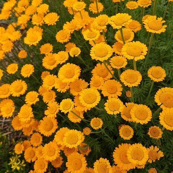 Ромашка Святого Иоанна семена, Anthemis sancti-johannis seeds