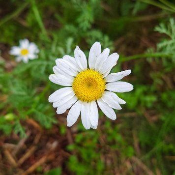 Анациклус лекарственный семена, Anacyclus pyrethrum seeds