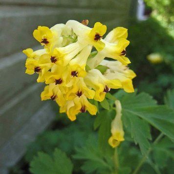 Хохлатка благородная семена, Corydalis nobilis seeds