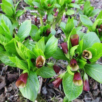 Скополія карніолійська насіння, Scopolia carniolica seeds