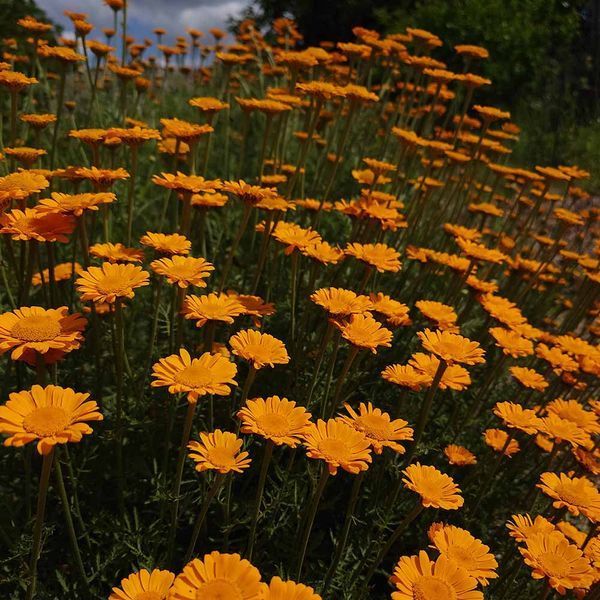 Ромашка Святого Иоанна семена, Anthemis sancti-johannis seeds