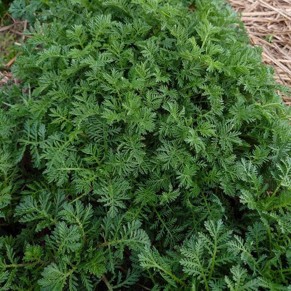 Ромашка Святого Иоанна семена, Anthemis sancti-johannis seeds