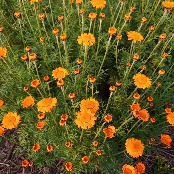 Ромашка Святого Иоанна семена, Anthemis sancti-johannis seeds