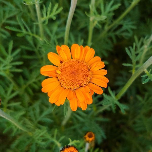 Ромашка Святого Иоанна семена, Anthemis sancti-johannis seeds