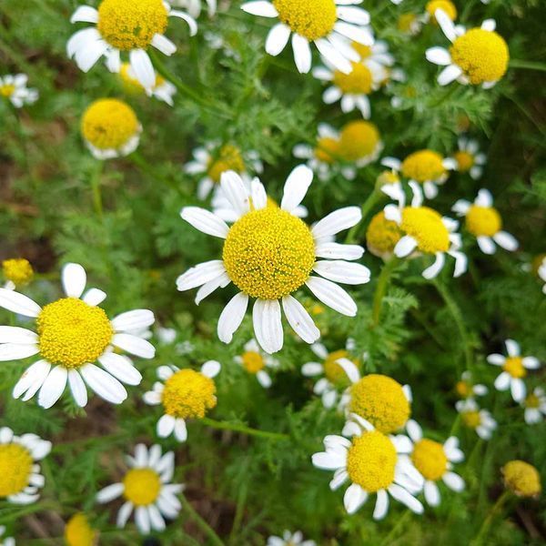 Анациклус лекарственный семена, Anacyclus pyrethrum seeds