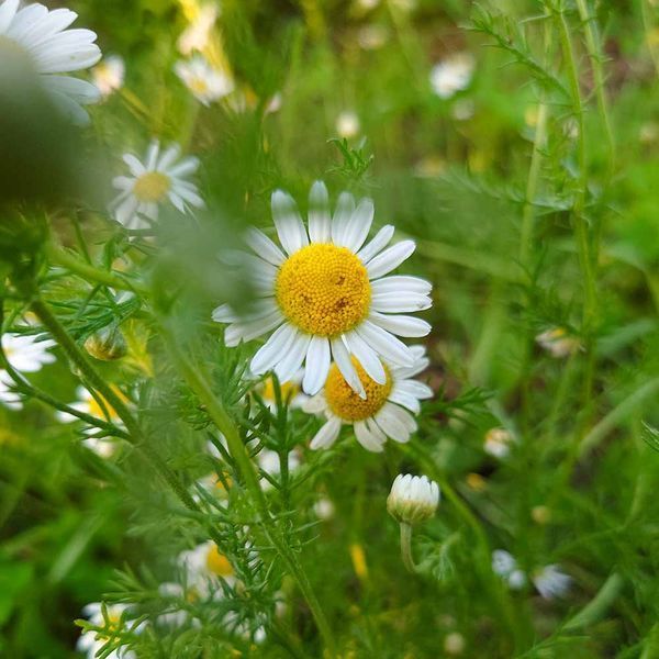 Ромашка римская семена, Chamaemelum nobile seeds