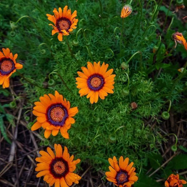 Урсиния укропная семена, Ursinia anethoides seeds