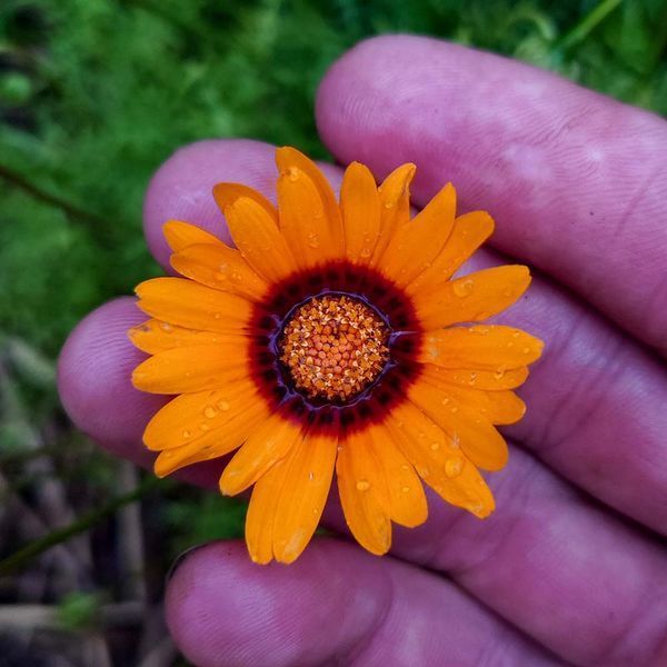 Урсиния укропная семена, Ursinia anethoides seeds