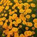 Ромашка Святого Иоанна семена, Anthemis sancti-johannis seeds 1