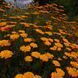 Ромашка Святого Иоанна семена, Anthemis sancti-johannis seeds 4
