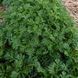 Ромашка Святого Иоанна семена, Anthemis sancti-johannis seeds 5
