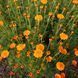 Ромашка Святого Иоанна семена, Anthemis sancti-johannis seeds 2