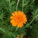 Ромашка Святого Иоанна семена, Anthemis sancti-johannis seeds 3
