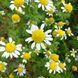 Анациклус лекарственный семена, Anacyclus pyrethrum seeds 2