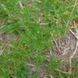 Ромашка римская семена, Chamaemelum nobile seeds 3