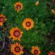 Урсиния укропная семена, Ursinia anethoides seeds 2