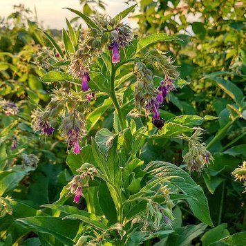 Живокіст лікарський насіння, Symphytum officinale seeds