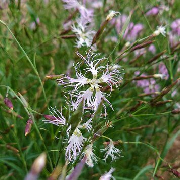 Гвоздика пышная семена, Dianthus superbus seeds