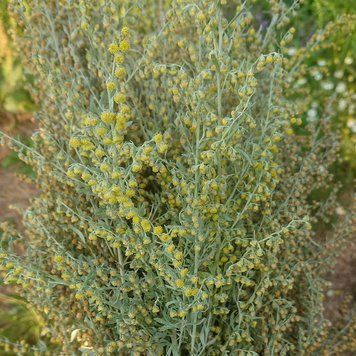 Полынь горькая семена, Artemisia absinthium seeds