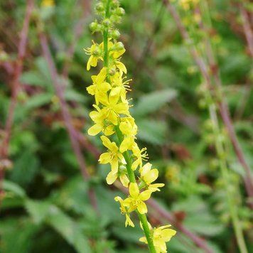 Репешок обыкновенный семена, Agrimonia eupatoria seeds