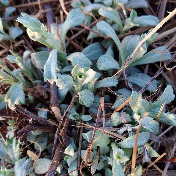 Полин луїзіанський рослина, Artemisia ludoviciana