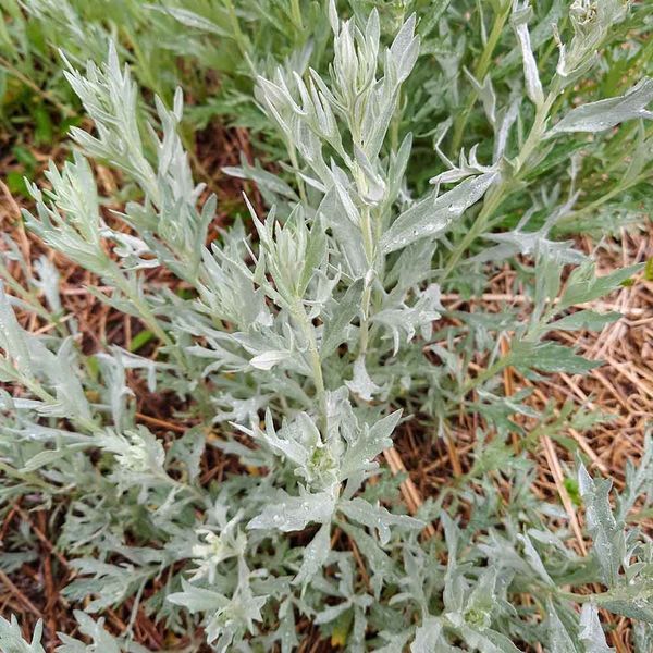Полин луїзіанський рослина, Artemisia ludoviciana