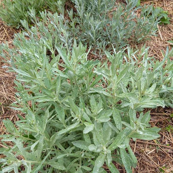 Полин луїзіанський рослина, Artemisia ludoviciana