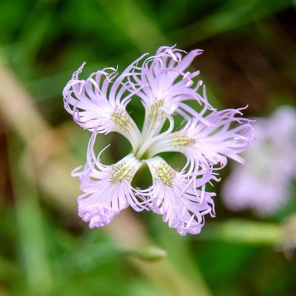 Гвоздика пышная семена, Dianthus superbus seeds