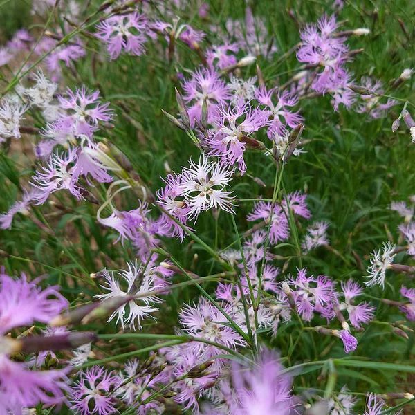 Гвоздика пышная семена, Dianthus superbus seeds