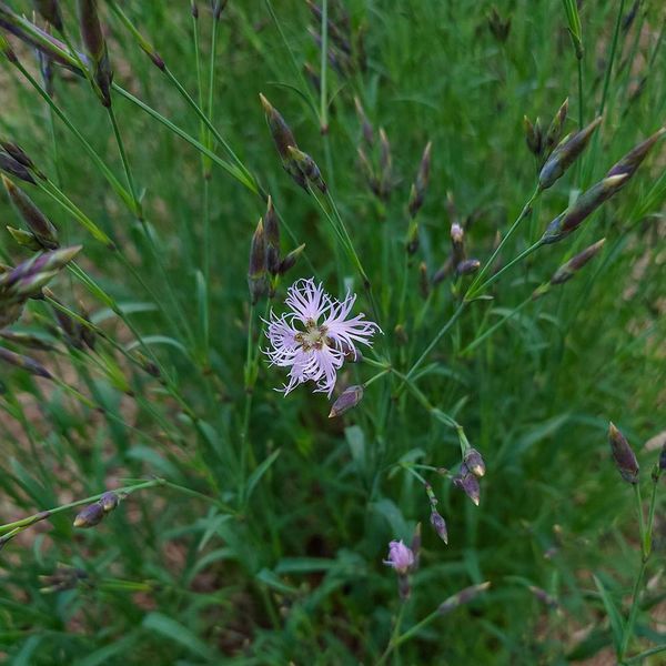 Гвоздика пышная семена, Dianthus superbus seeds