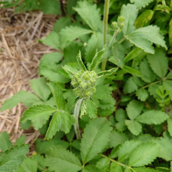 Лапчатка фисса семена, Potentilla fissa seeds