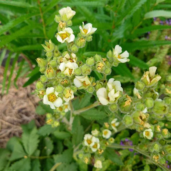 Лапчатка фисса семена, Potentilla fissa seeds