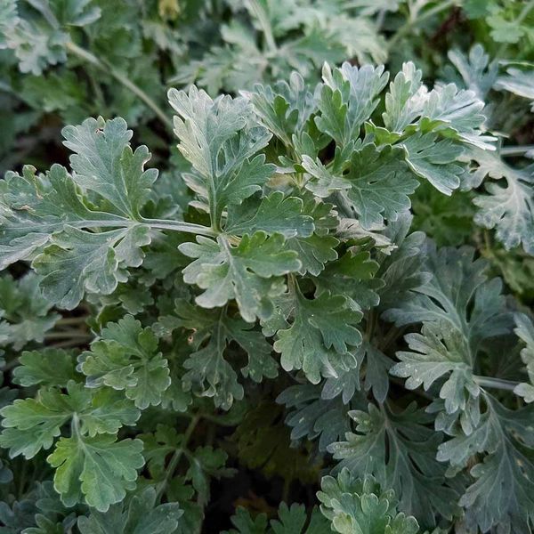 Полин гіркий насіння, Artemisia absinthium seeds
