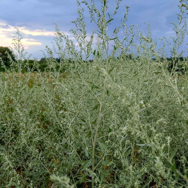 Полин гіркий насіння, Artemisia absinthium seeds