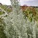 Полин луїзіанський рослина, Artemisia ludoviciana 2